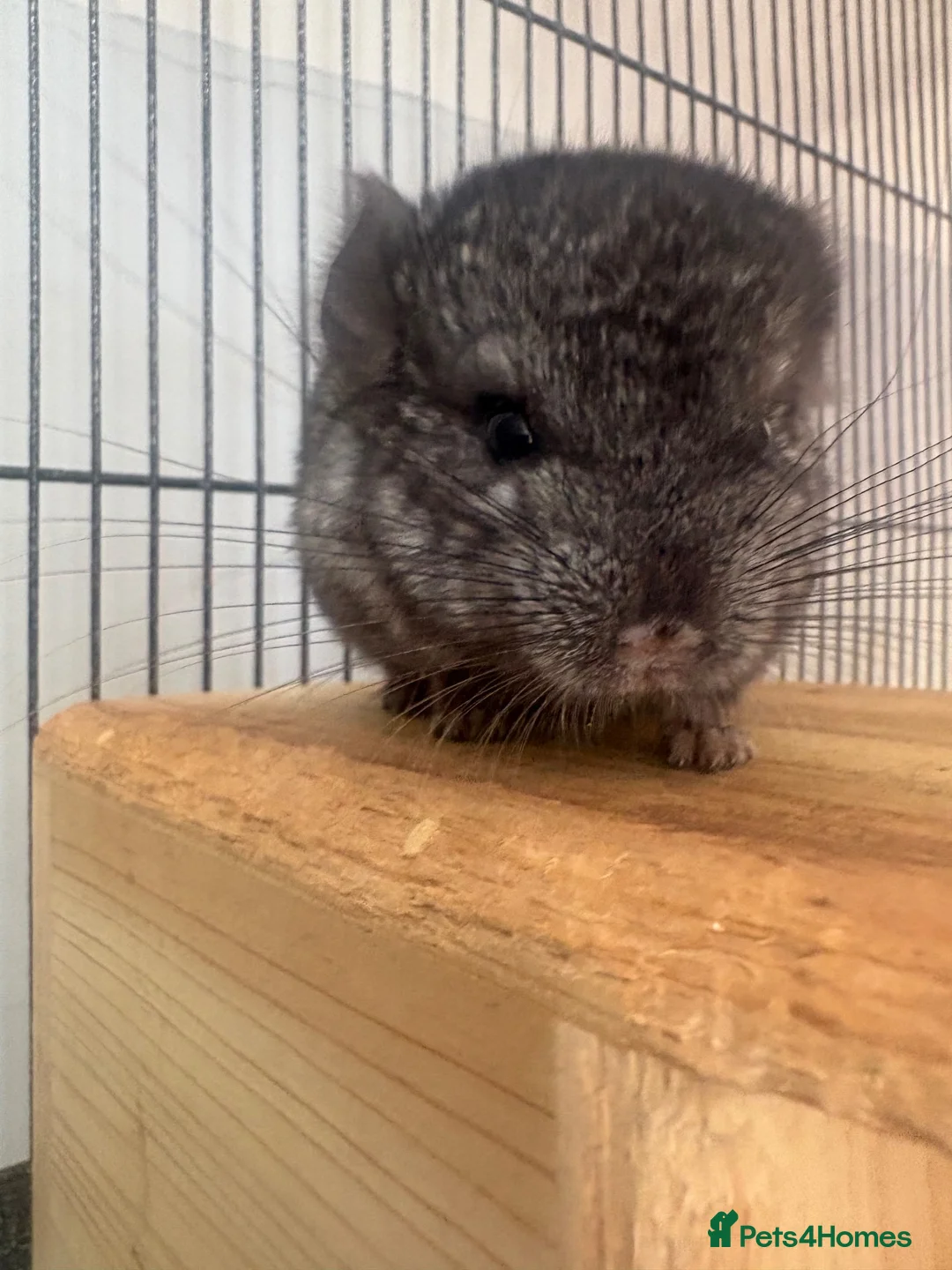 Chinchilla rodents for sale: 2 female chinchillas  - Advert 2