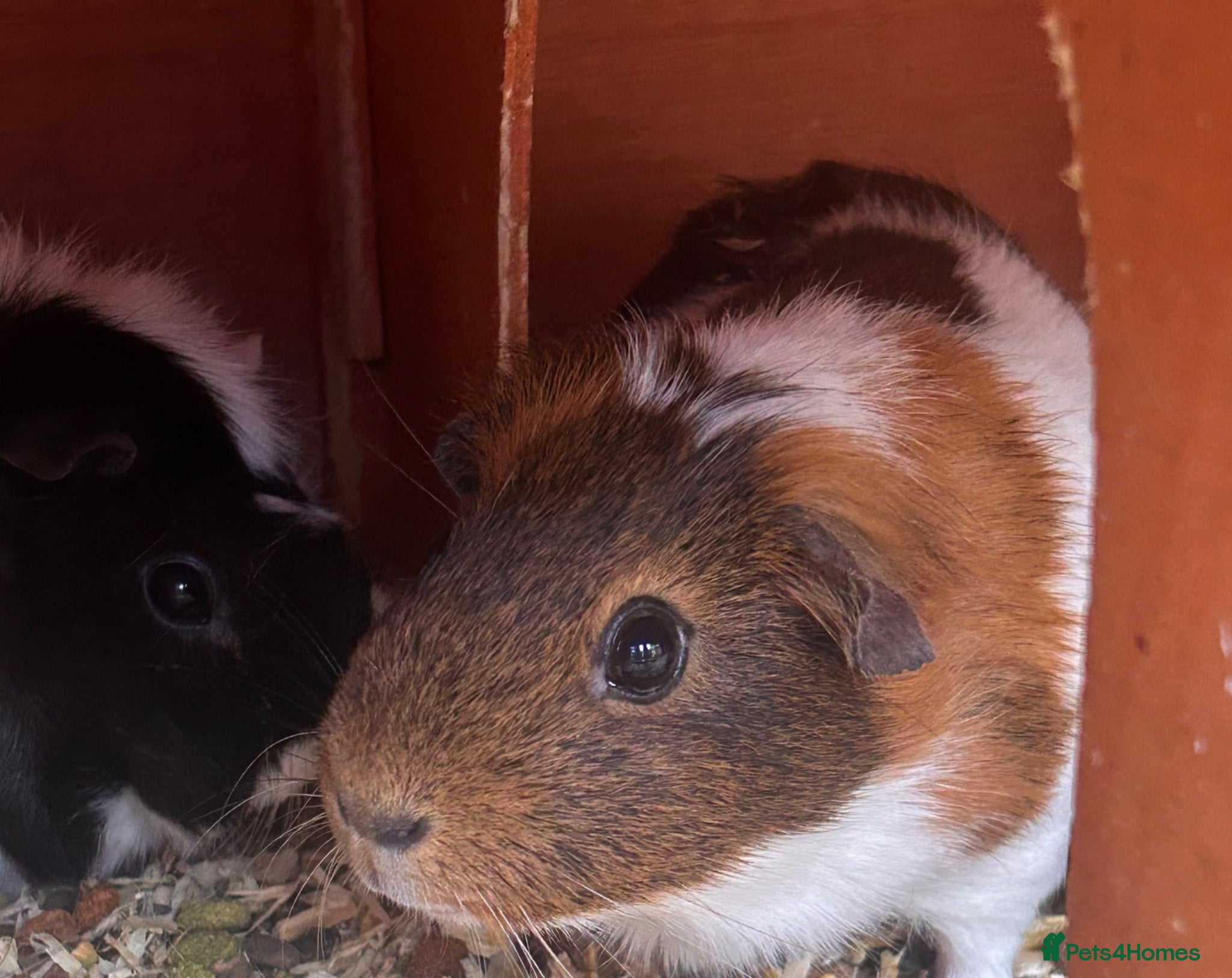 Guinea Pig rodents 2 female guinea pigs free to good home - Advert 1