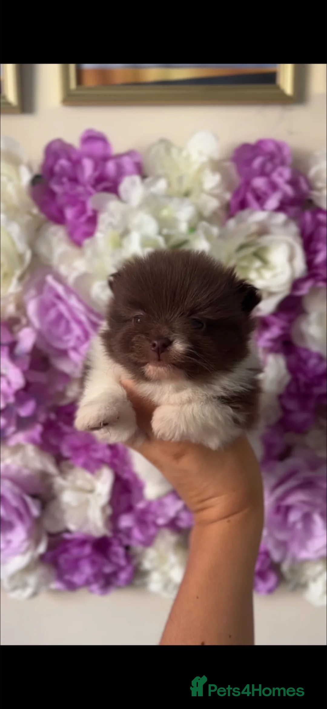 Pomeranian dogs for sale: Rare colours Pomeranians  - Advert 2