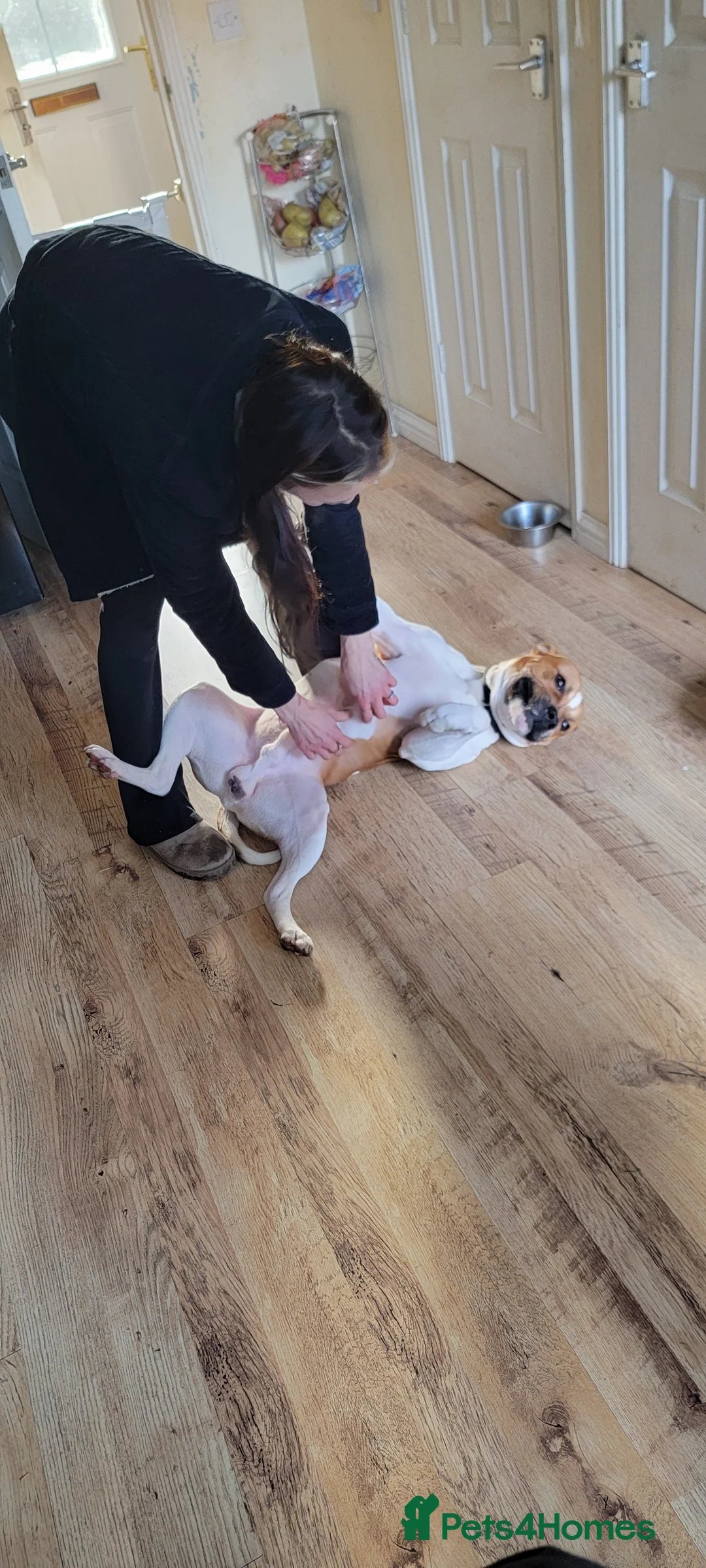 Mixed Breed dogs for sale: Uno.. in King's Lynn - Advert 3