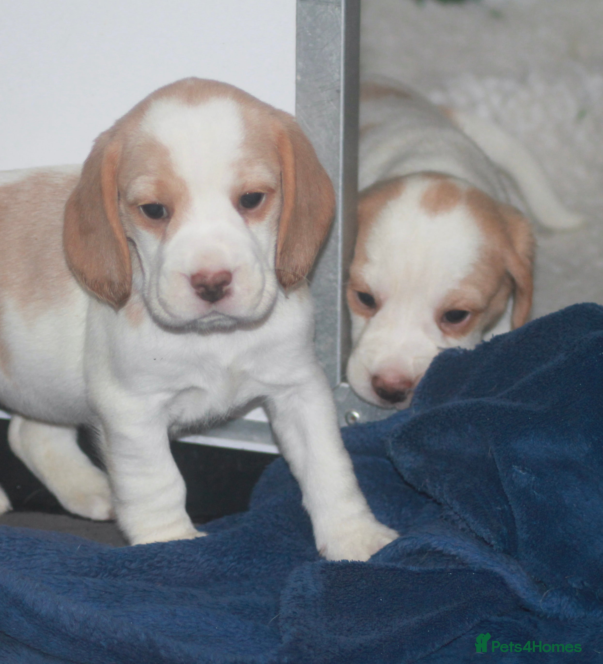Beagle dogs KENNEL CLUB REGISTRED BEAGLE PUPPIES - Advert 3