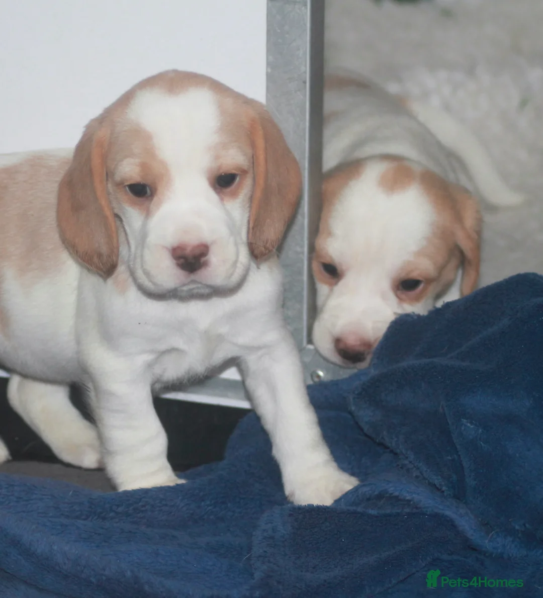 Beagle dogs for sale: KENNEL CLUB REGISTRED BEAGLE PUPPIES - Advert 4
