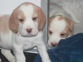 Beagle dogs KENNEL CLUB REGISTRED BEAGLE PUPPIES - Advert 3