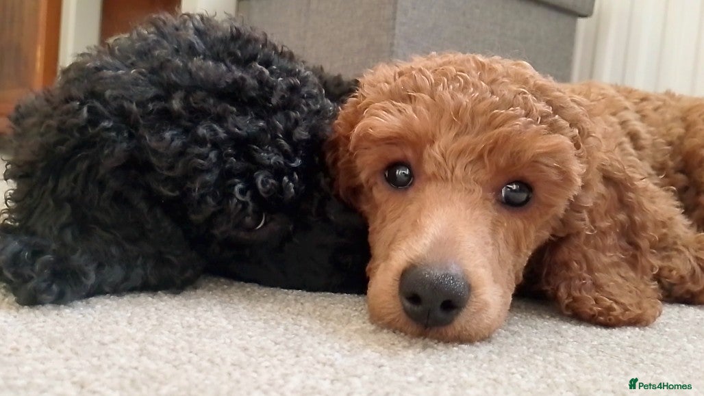 Miniature Poodle dogs *Miniature Poodles* KC Registered & Health Tested* - Advert 9