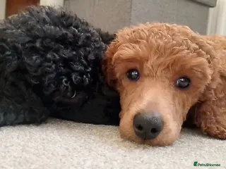 Miniature Poodle dogs *Miniature Poodles* KC Registered & Health Tested* - Advert 9