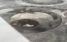 Norwegian Forest Cat cats for sale: Fluffy bundles of joy ready now  - Image 4