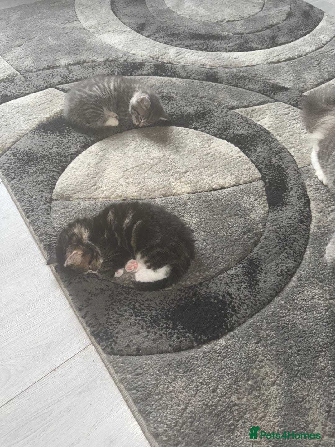 Norwegian Forest Cat cats for sale: Fluffy bundles of joy ready now  - Image 4