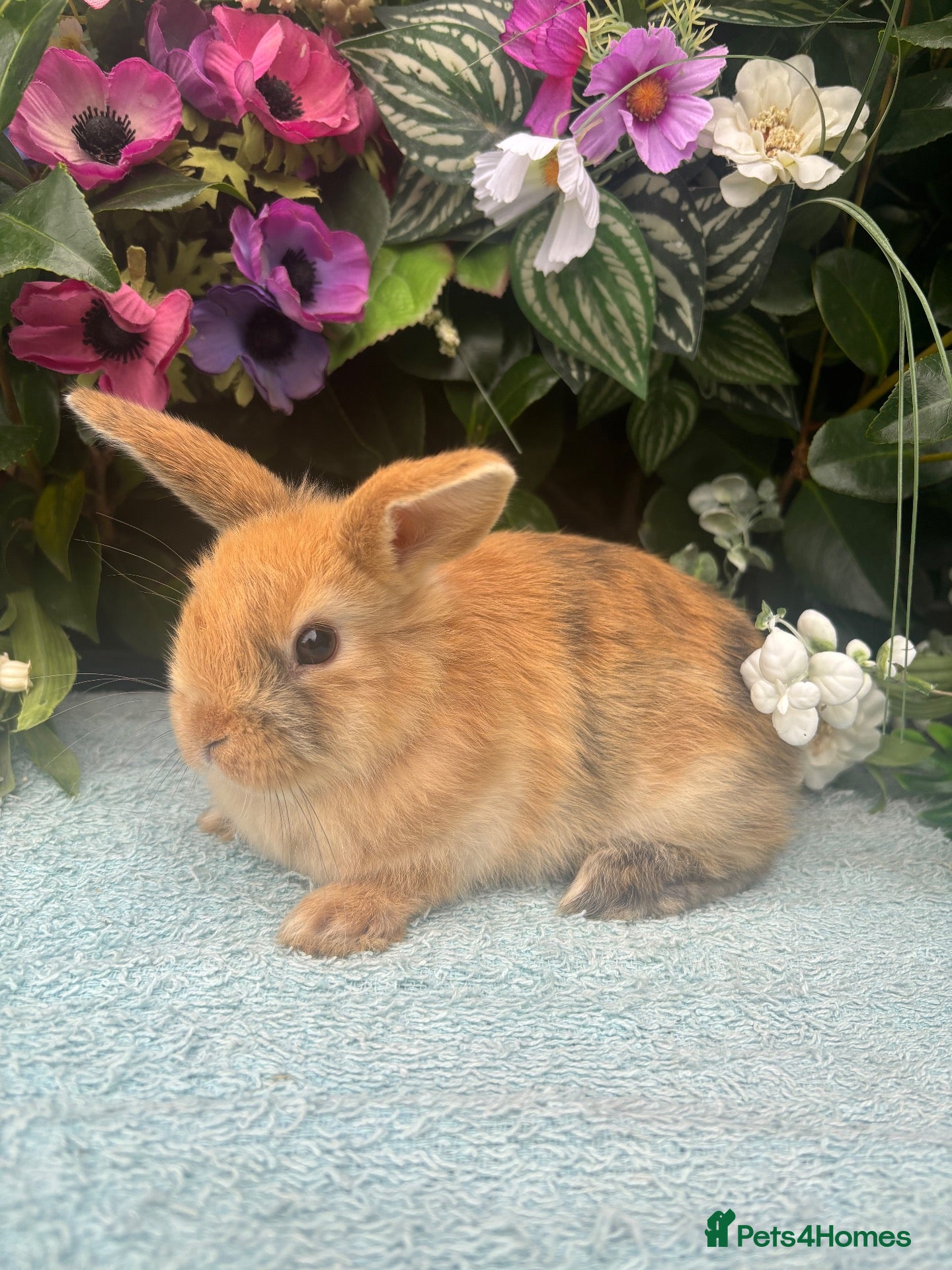 Mixed Breed rabbits 4 mini lop orange bunnies 2 male 2 female - Advert 10