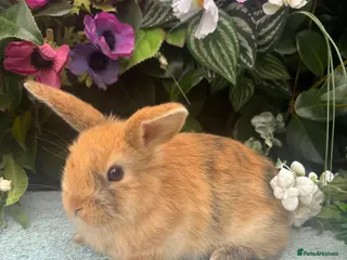 Mixed Breed rabbits 4 mini lop orange bunnies 2 male 2 female - Advert 10