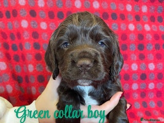 Cocker Spaniel dogs - Advert 6