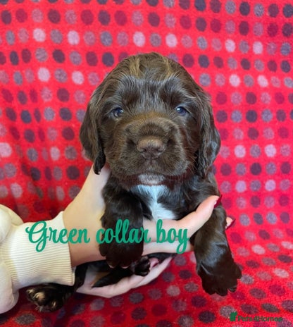 Cocker Spaniel dogs - Advert 11