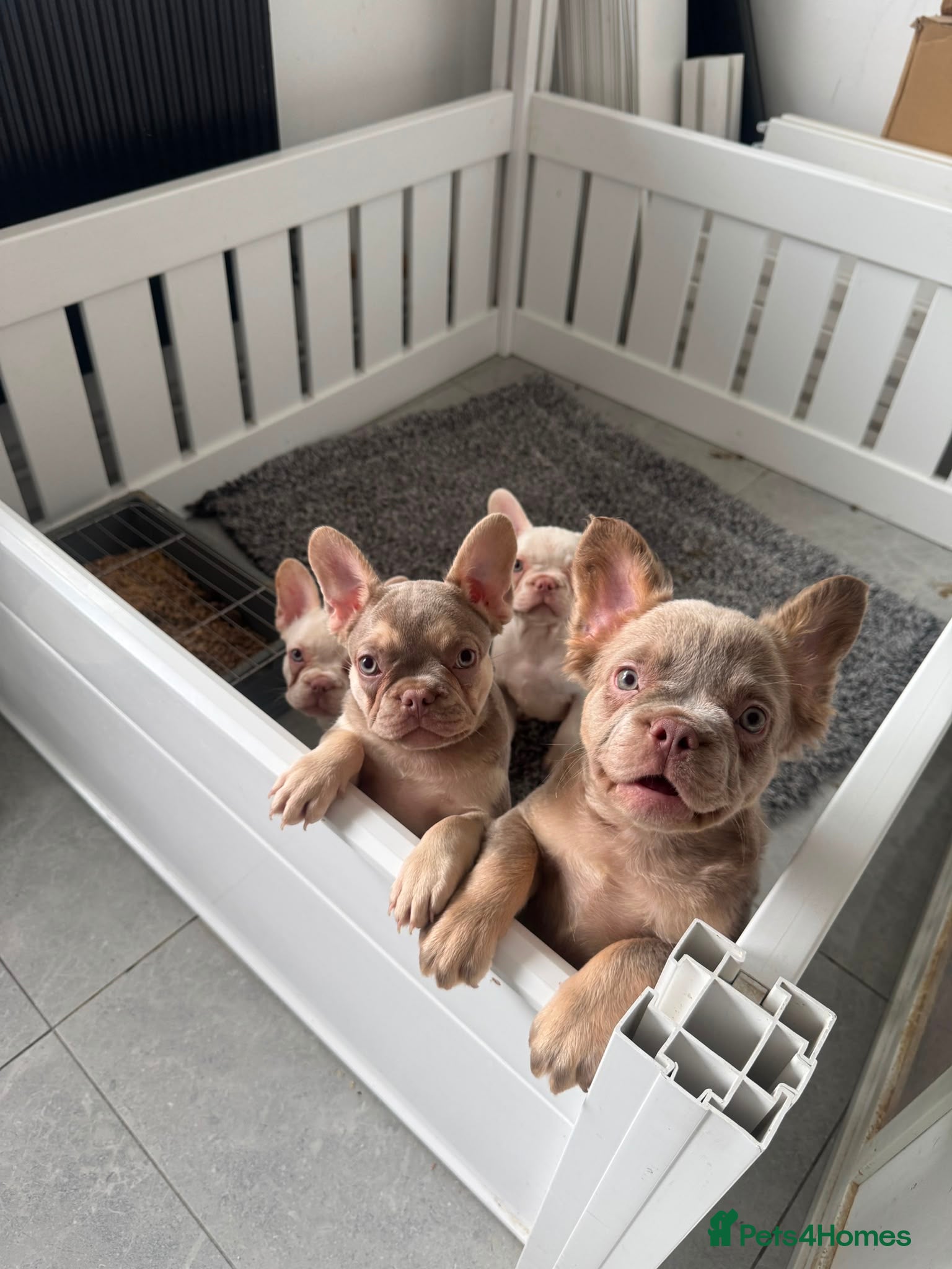 French Bulldog dogs Beautiful French Bulldog puppies - Advert 1