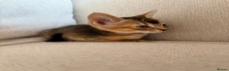 Mixed Breed cats for sale: Beautiful Home Raised Abyssinian Mix Kittens - Advert 10