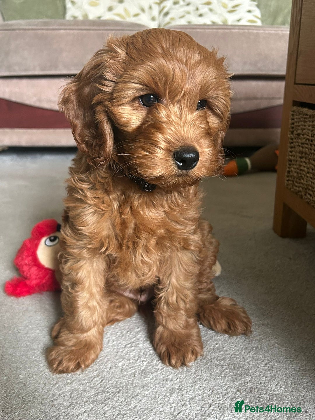 Cockapoo dogs for sale: Cockapoo F1 - Advert 2