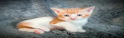 Mixed Breed cats for sale: 9 beautiful kittens looking for new homes  - Advert 17