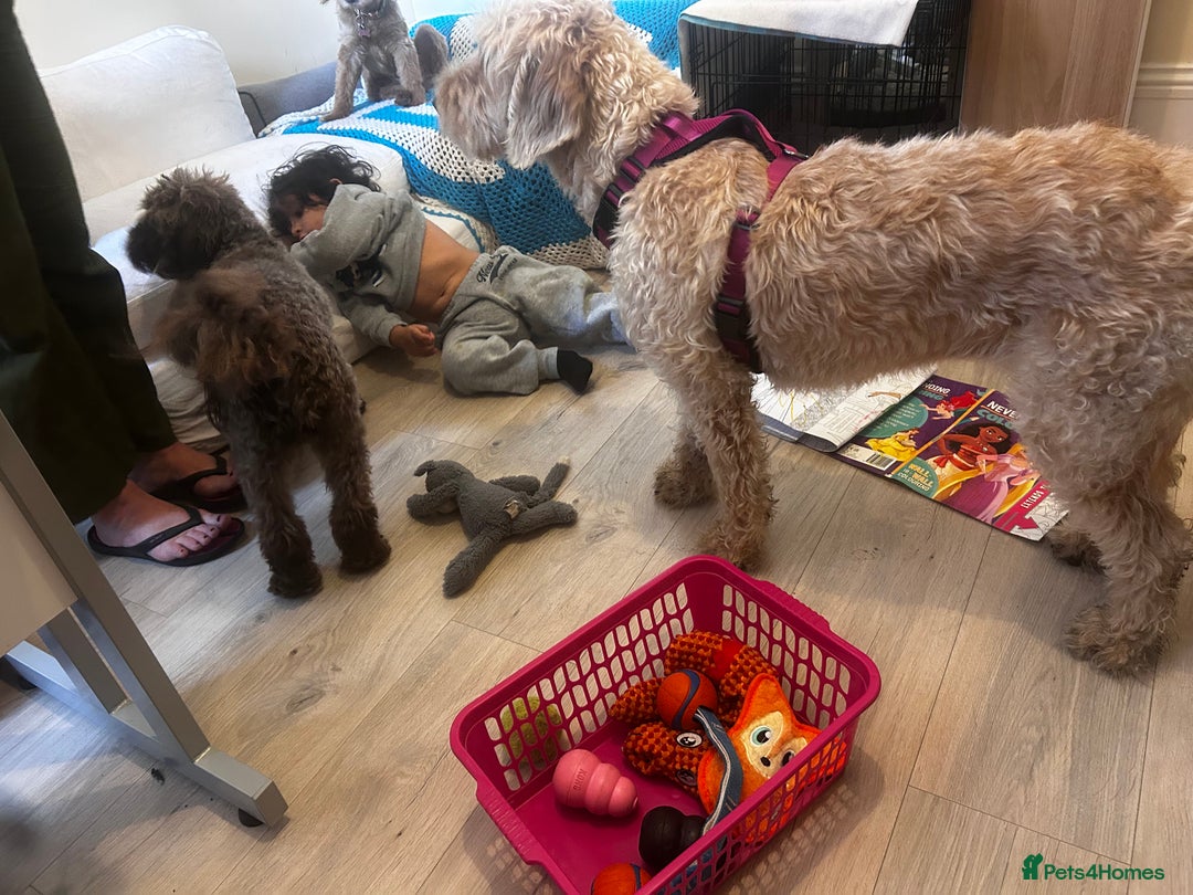 Mixed Breed dogs for sale: Lola x - Image 7