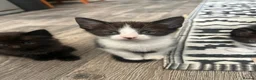 Mixed Breed cats for sale: Kittens rehoming  - Advert 8