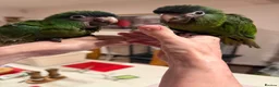 Macaws birds for sale: Hand reared silly tame hahns macaw  - Advert 8
