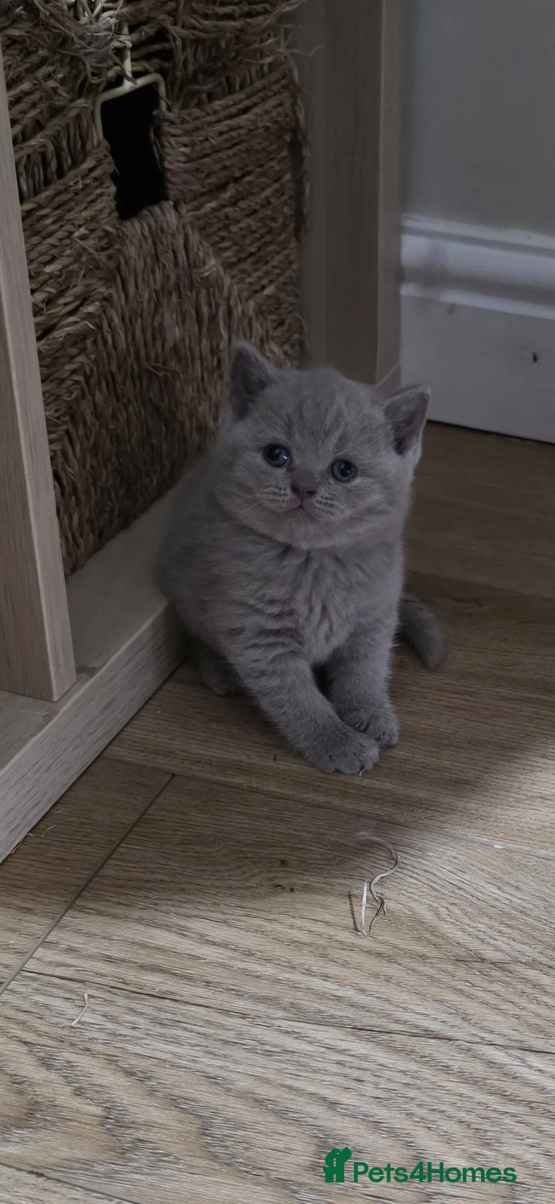British Shorthair cats for sale: Stunning GCCF British Shorthair & Longhair  - Advert 15