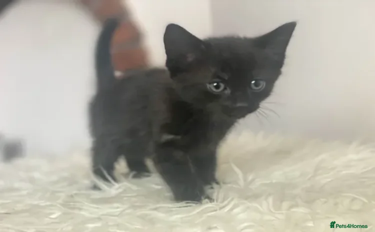 Mixed Breed cats - Advert 15