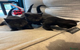 British Shorthair cats for sale: Mixed Breed British Shorthair 🐾 £300 - Image 10
