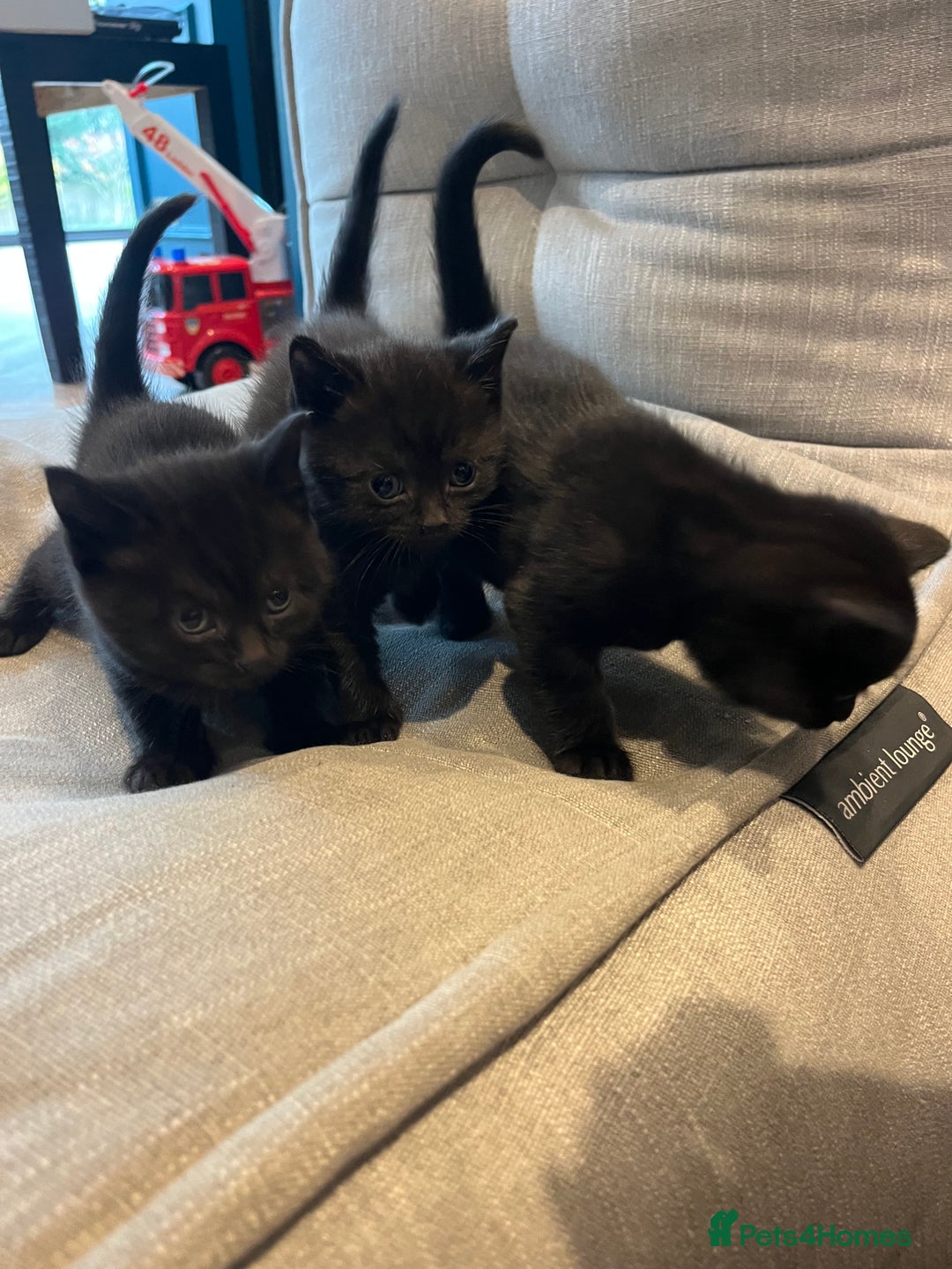British Shorthair cats for sale: Mixed Breed British Shorthair 🐾 £300 - Image 10
