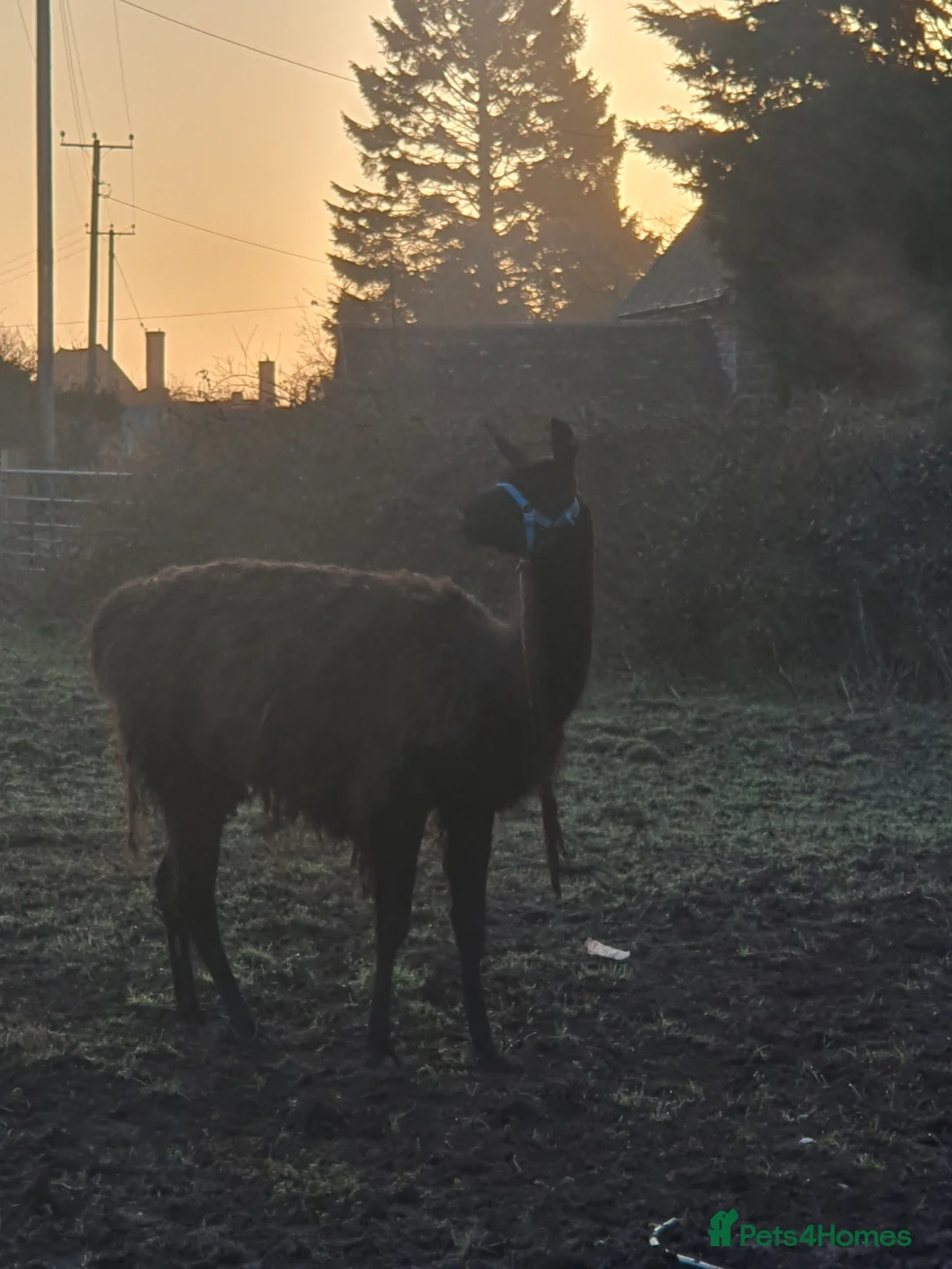 Llama livestock for sale: Sizzles❤️ - Advert 2