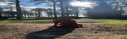 Rhodesian Ridgeback dogs for sale: Rhodesian ridgeback  in Inverurie - Advert 5