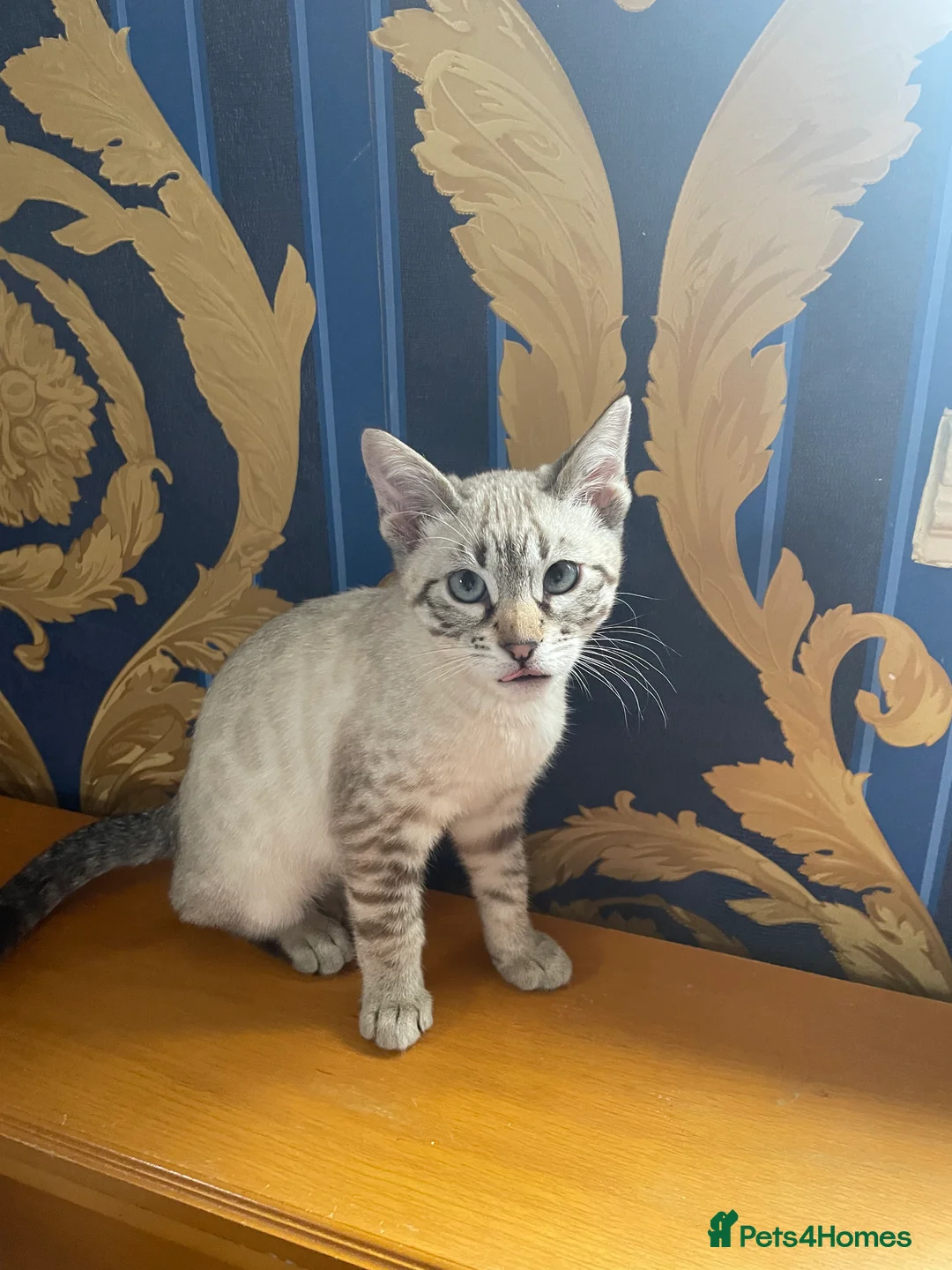 Bengal cats for sale: ❤️INTRODUCING 4 BEAUTIFUL FELINES KITTENS ❤️ - Advert 7