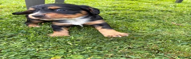 Cocker Spaniel 1
