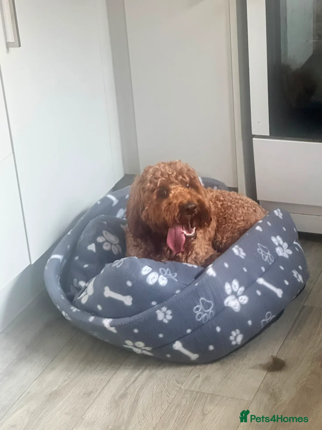 Mixed Breed dogs for sale: Loving Dog Looking for His Forever Home 🐾❤️ - Advert 2
