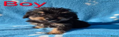 Jackapoo 2