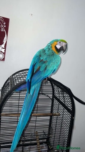 Gallery Image {{count}}