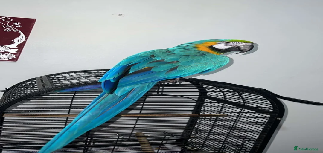 Gallery Image {{count}}