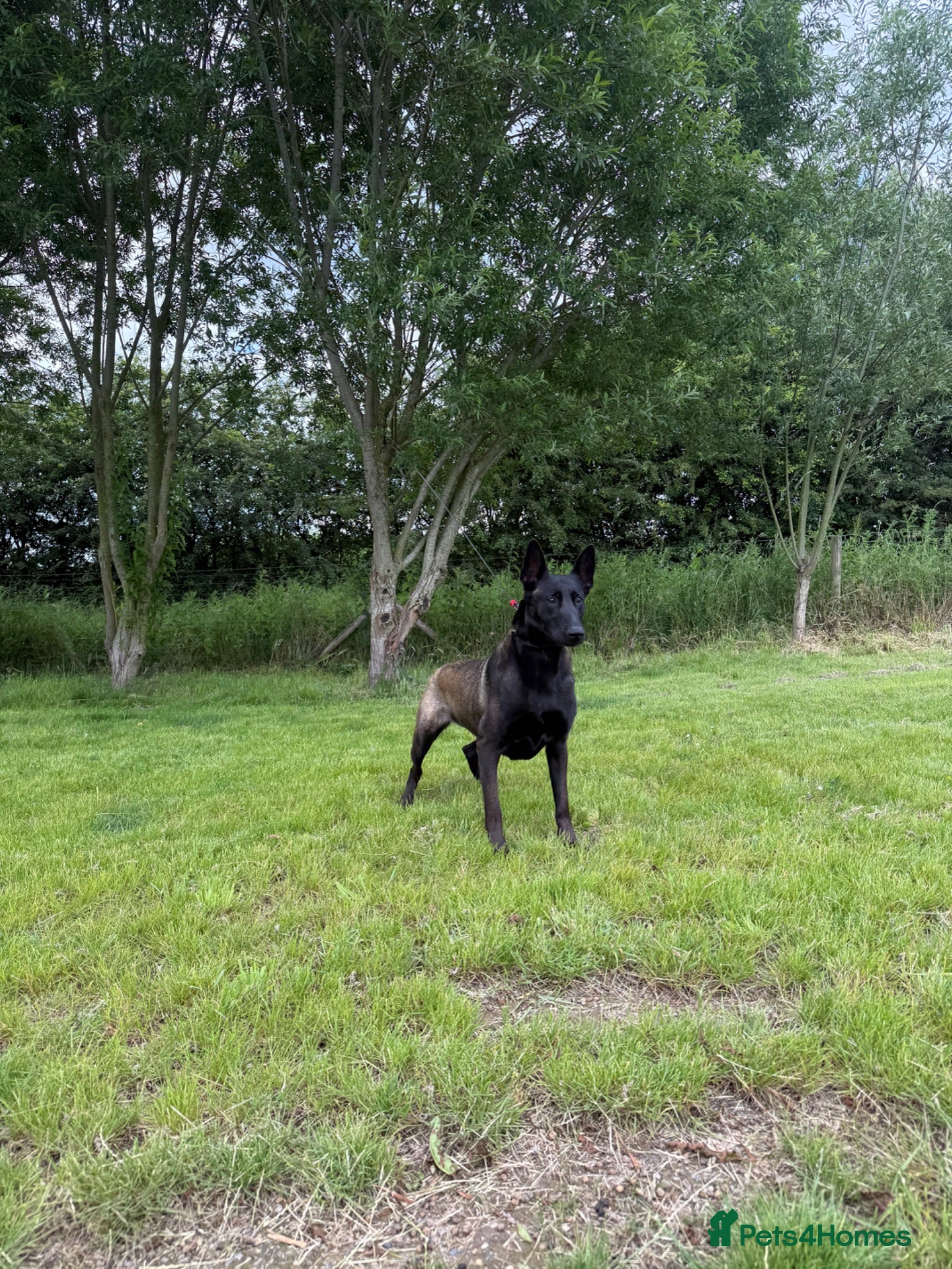 Belgian Shepherd Dog dogs DARK KC REG BELGIAN MALINOIS PUPPIES - Advert 1