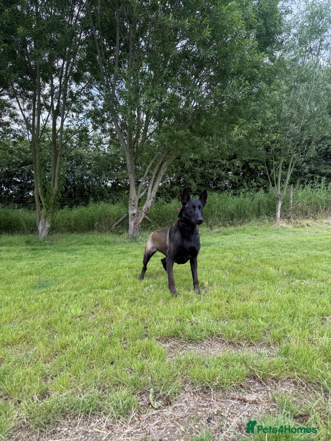 Belgian Shepherd Dog dogs for sale: DARK KC REG BELGIAN MALINOIS PUPPIES - Advert 1