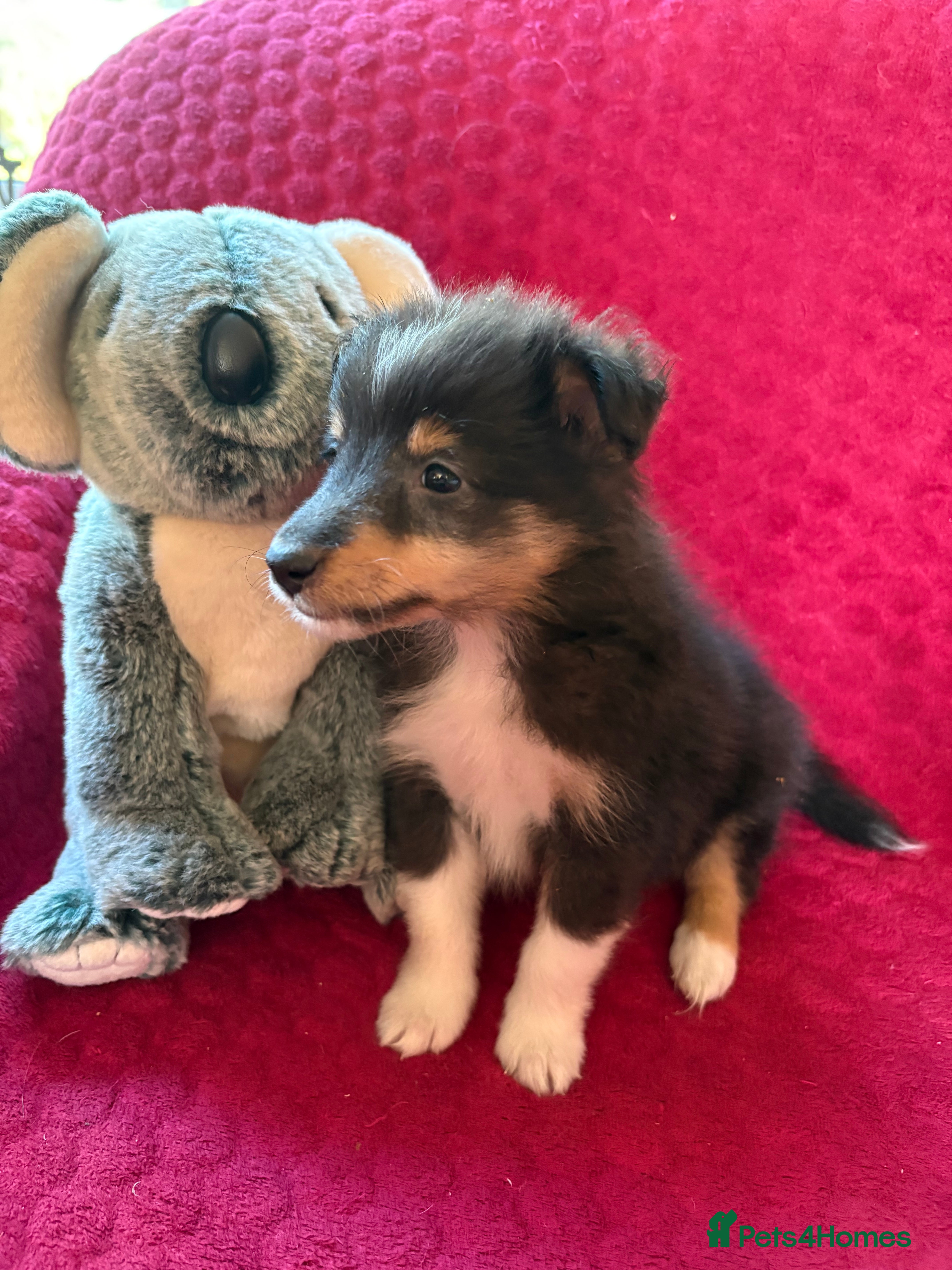 Shetland Sheepdog dogs Shetland sheepdog puppies  - Advert 1