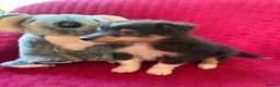 Shetland Sheepdog dogs for sale: Shetland sheepdog puppies  in Crediton - Advert 1