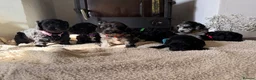 Cockapoo dogs for sale: Health tested F1 Cockapoos  - Advert 27