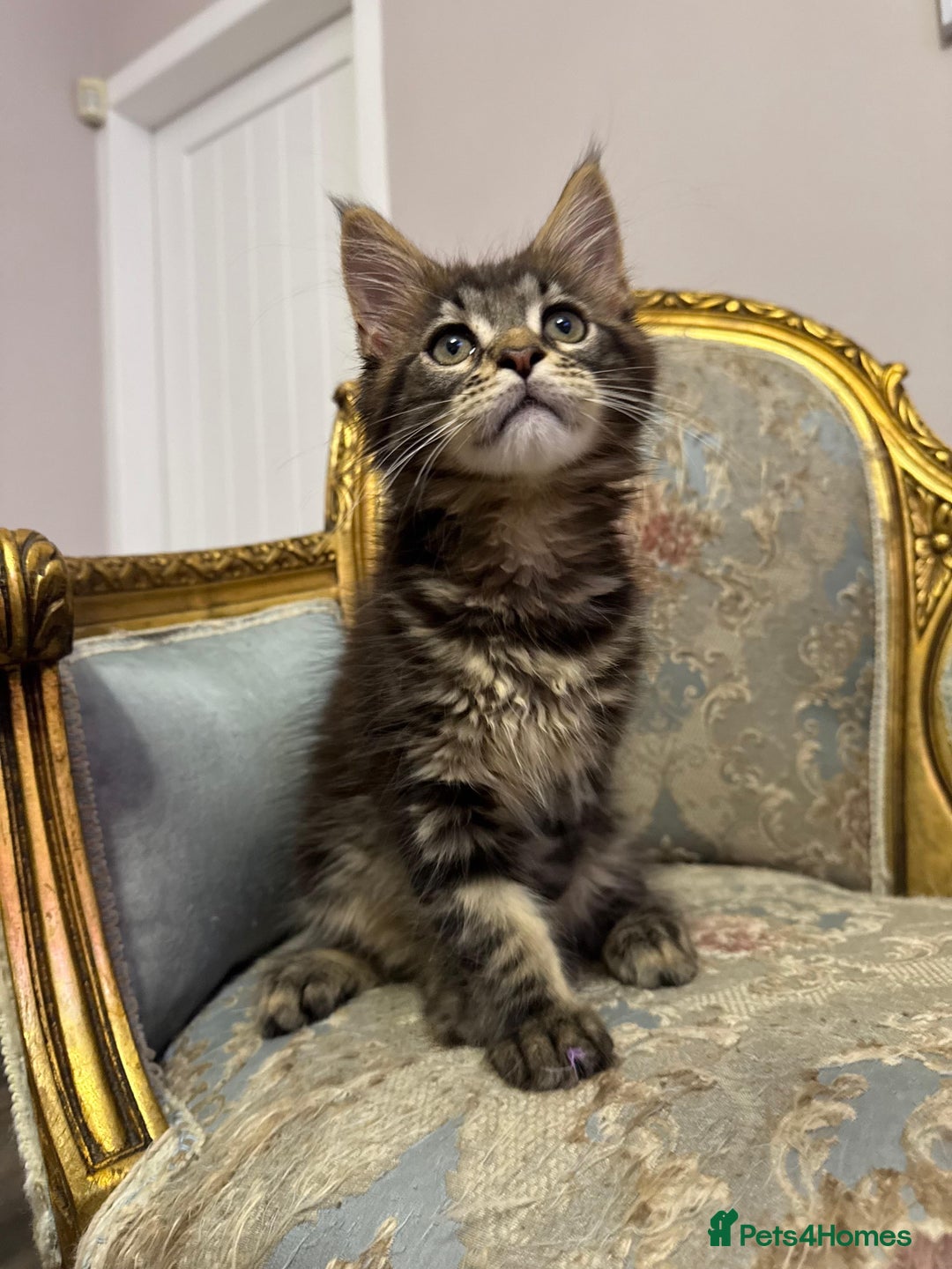 Maine Coon cats for sale: Maine Coon Kittens 🏆 20+ gen 🧬 pedigree 🎄🎄🎄 - Advert 16