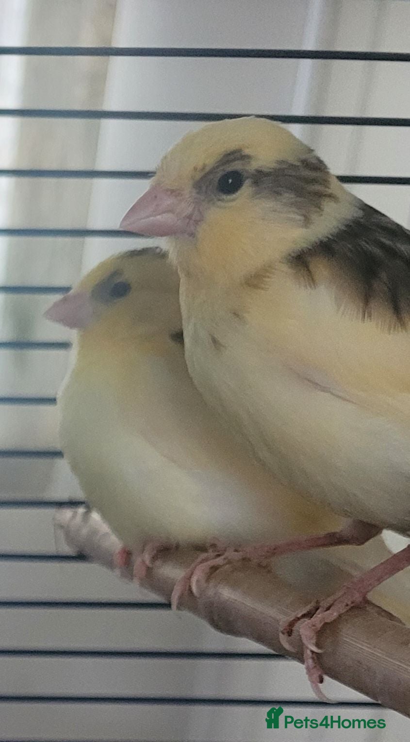 Canaries birds Beautiful Canaries 7 weeks £30 each or x4 for £110 - Advert 6