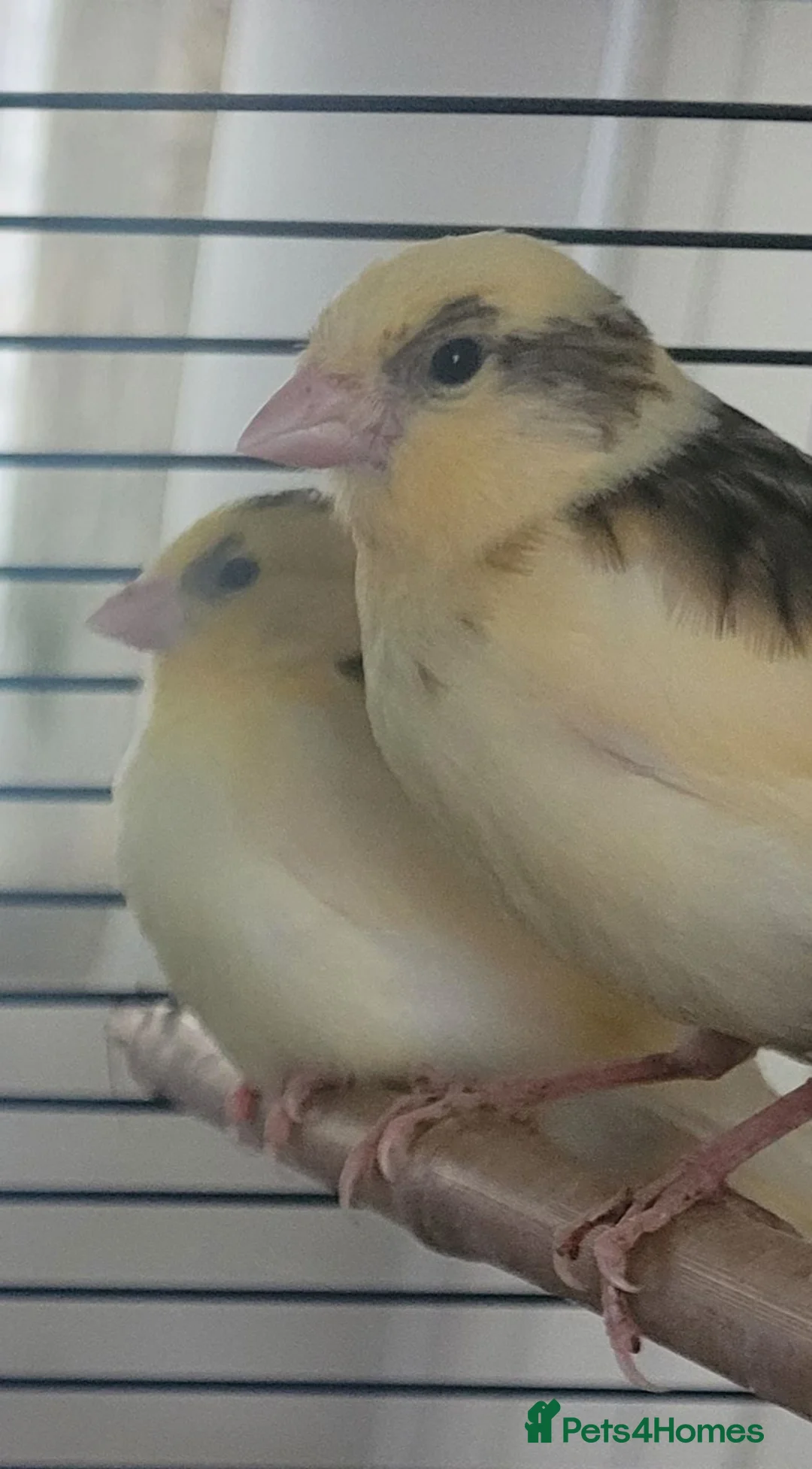 Canaries birds for sale: Beautiful Canaries 7 weeks £30 each or x4 for £110 - Advert 1