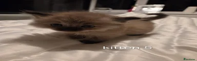 Ragdoll 5