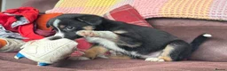 Mixed Breed dogs for sale: Kelpie cross puppies - Advert 5