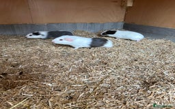 Guinea Pig rodents for sale: Pure teddy bear and other baby guinea pigs - Image 4