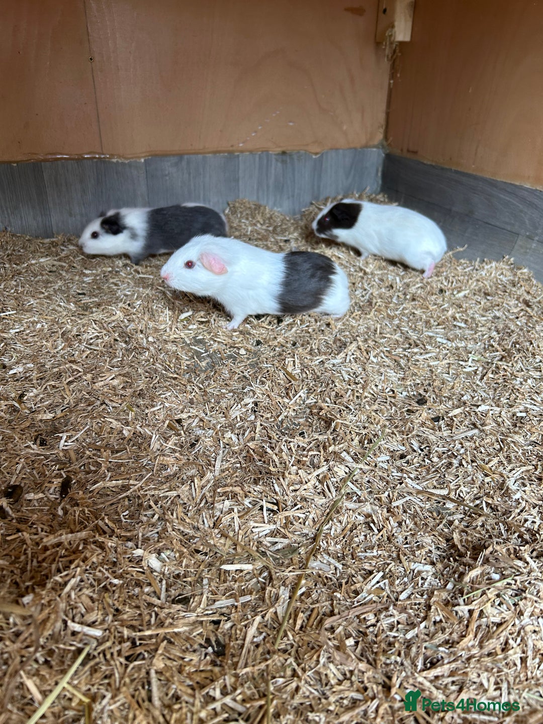 Guinea Pig rodents for sale: Pure teddy bear and other baby guinea pigs - Image 4