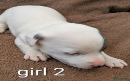 Jack Russell dogs for sale: Delightful Jack Russell Puppies  - Image 5