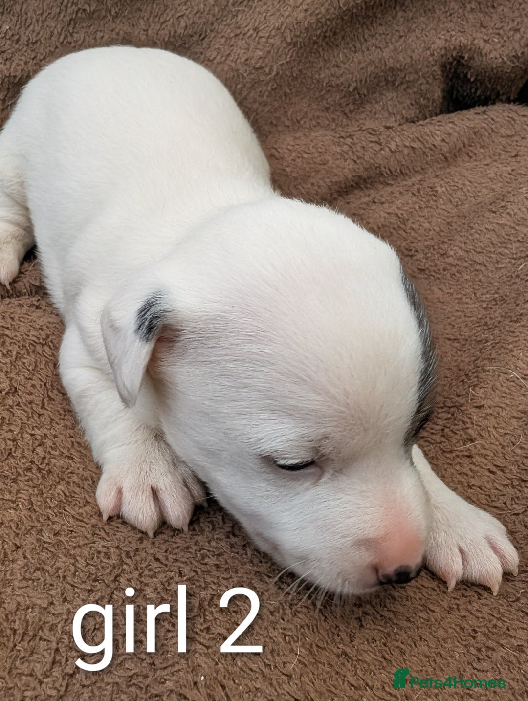 Jack Russell dogs for sale: Delightful Jack Russell Puppies  - Image 5