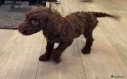 Labradoodle dogs for sale: F,1,B Standard labradoodles,READY FOR THERE HOMES  - Image 10