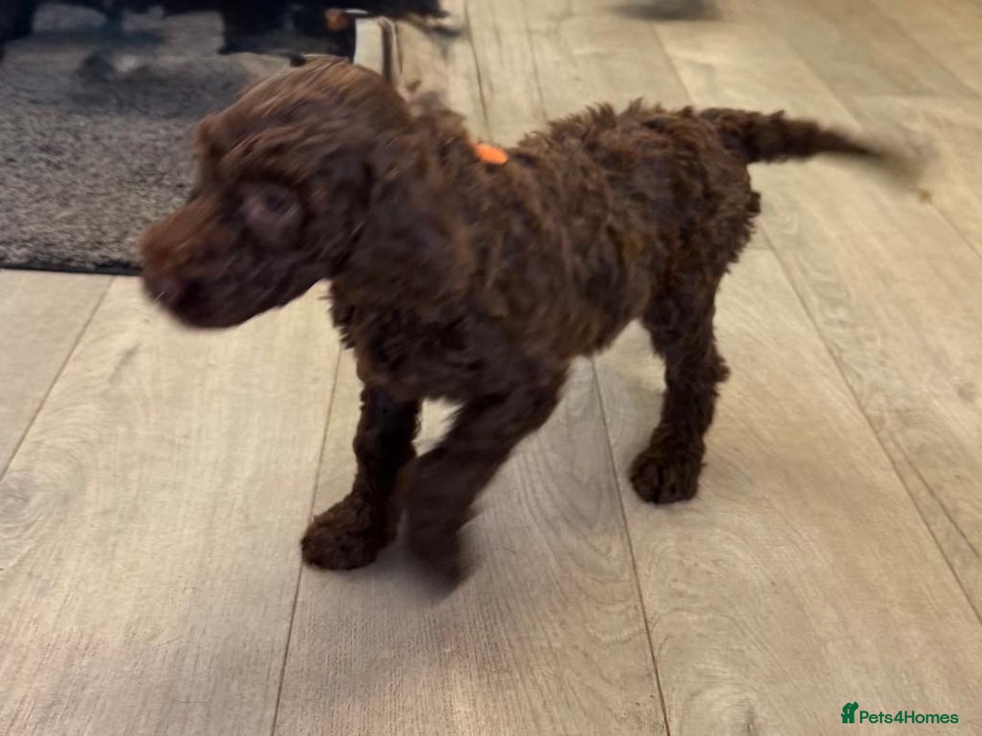 Labradoodle dogs for sale: F,1,B Standard labradoodles,READY FOR THERE HOMES  - Image 10